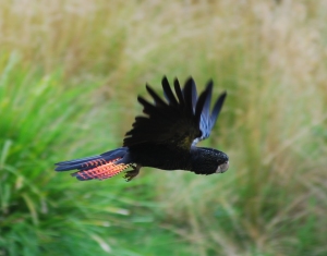 Red_tailed_Black_Cockatoo_in_flight