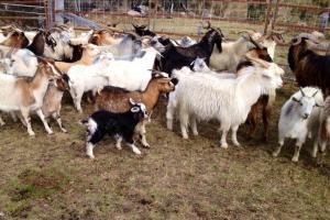 The Feral Goats